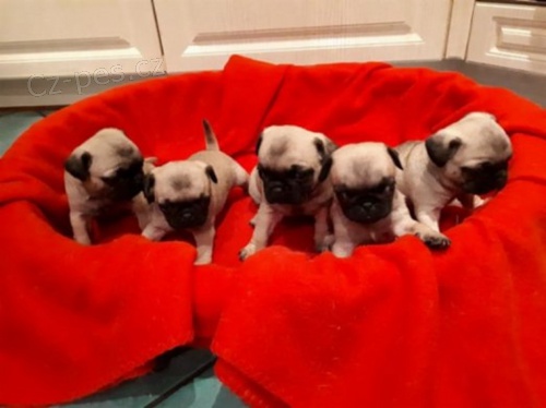 Mops �t��ata bez PP