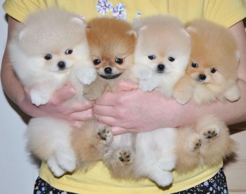 N�meck� �pic. Mini pomeranian bez PP