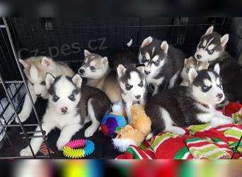 Sibi�sk� husky �t���tka bez PP