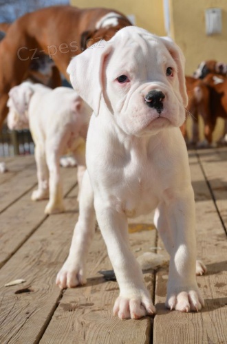 B�l� �t��ata boxera