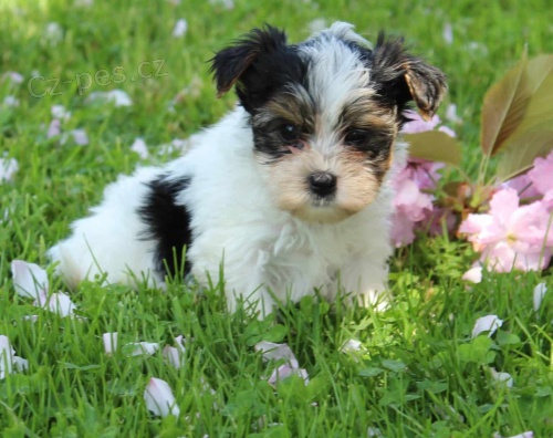 Pred�m �teniatka biewer yorkie