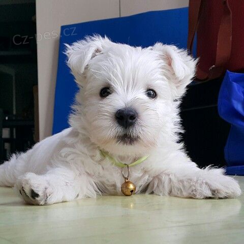 Pred�m mini �teniatka West Highland White Terriers