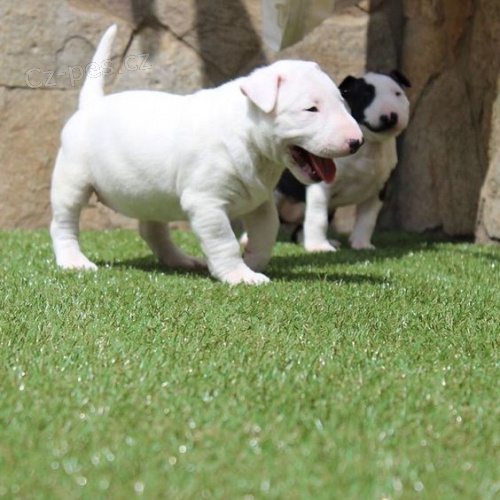 Prod�m �t��ata anglick� bulteri�r