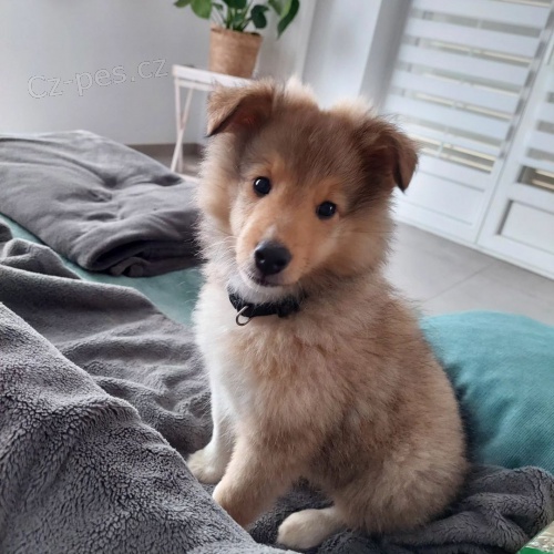 �t��ata Sheltie k adopci