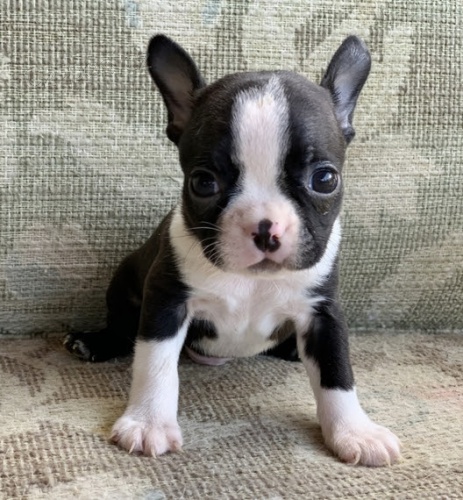 �t��ata bostonsk�ho teri�ra