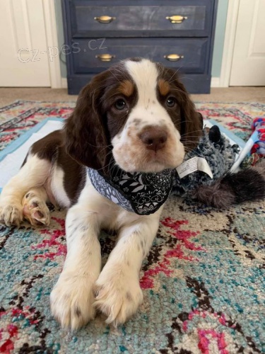 �t���tka anglick�ho �pringr�pan�la.