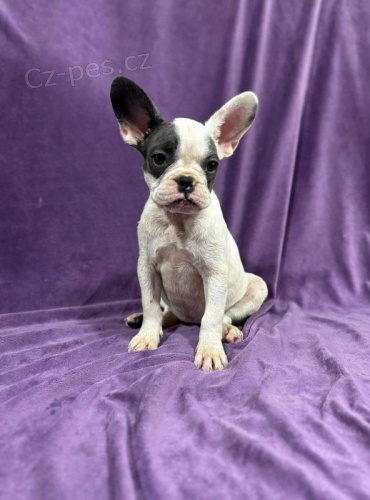 Francouzsk� buldo�ek �t��ata