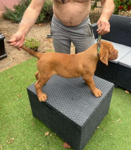 Bordeauxsk� doga �t��ata