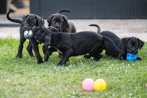Cane Corso �t��ata