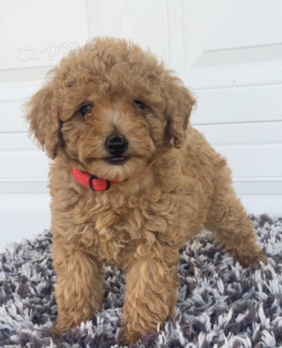 �t��ata Pudl k dispozici