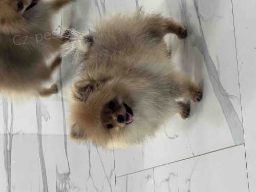 Pomo�ansk� �pic �t��ata