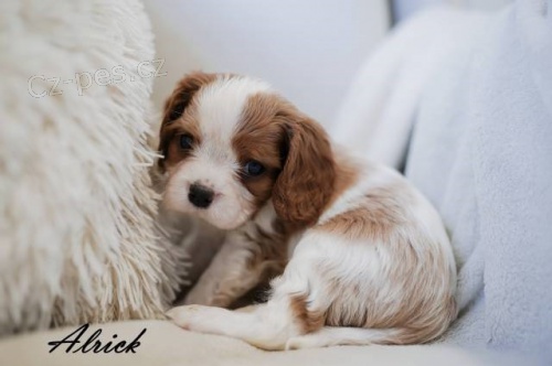 �t��ata Kaval�r King Charles �pan�l s PP