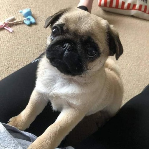 �t��ata mops� k adopci