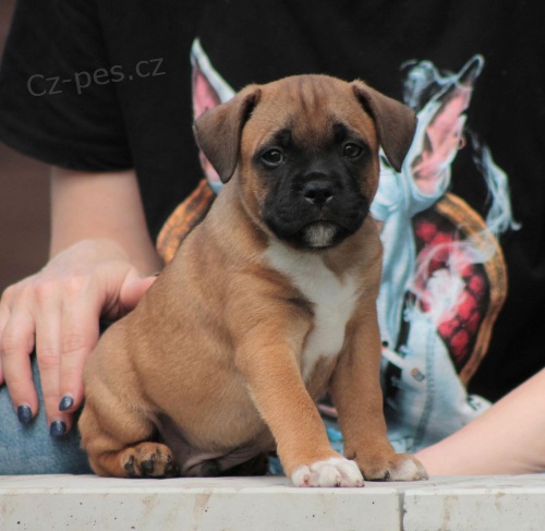 Pred�m zdrav� �teniatka staford��rskeho bulteri�ra