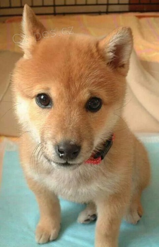 �T��ATA MINI SHIBA INU