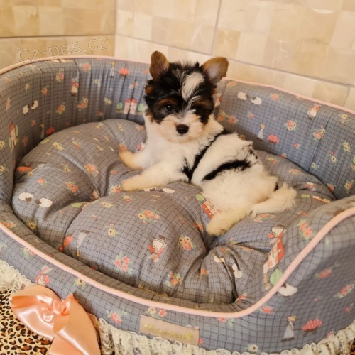 Pred�m �teniatka biewer yorkie