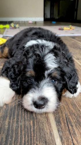 �t��ata portugalsk�ho vodn�ho psa k adopci