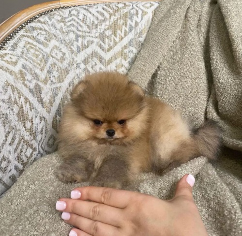 miniaturn� �t��ata pomeranian� na prodej.
