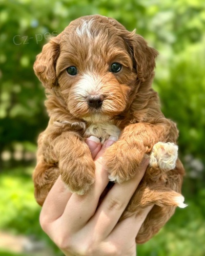 �t��ata Cockapoo na prodej