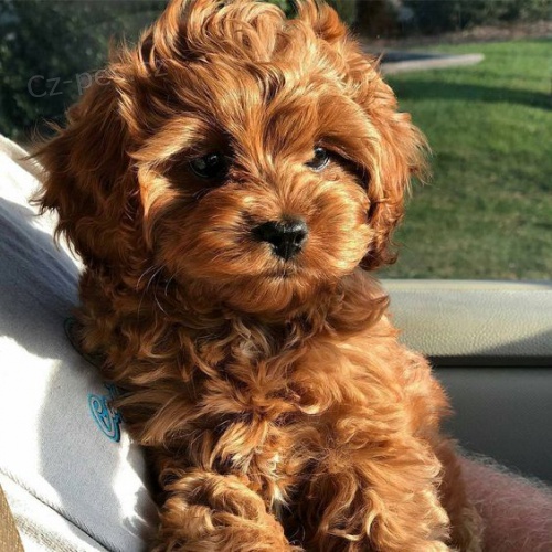 	 Prod�m o�kovan� a od�erven� �t��ata Cavapoo mini.