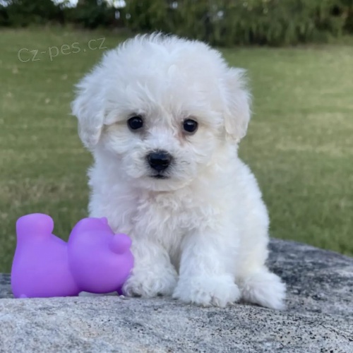 �t��ata bi�onka jsou k dispozici a p�ipravena k prodeji.