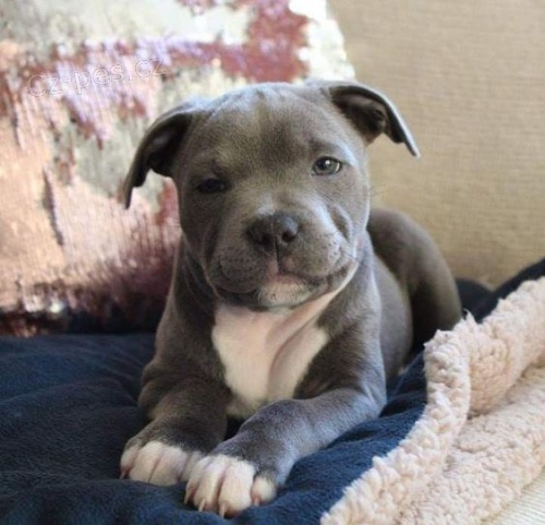 Pred�m zdrav� �teniatka staford��rskeho bulteri�ra