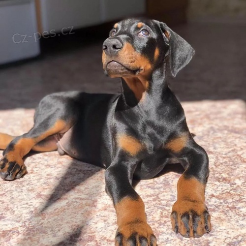 �teniatka dobermana.