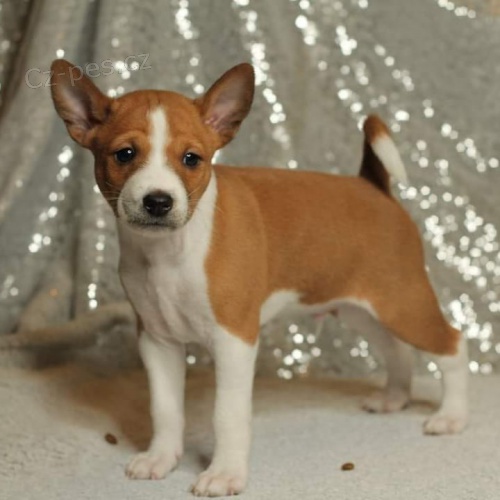 Prod�m kr�sn� o�kovan� a od�erven� �t���tka Basenji