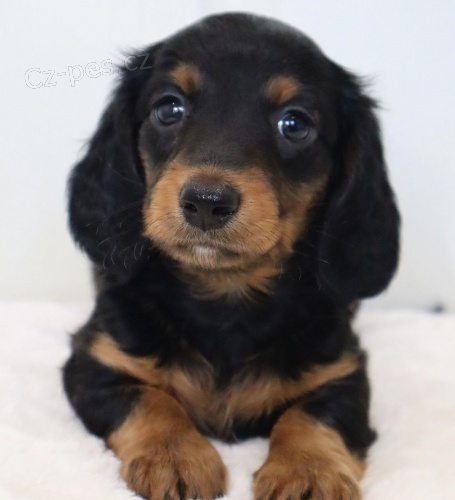 �t��ata jezev��ka velikosti dlouhosrst�ho trpasli��ho kr�l�ka