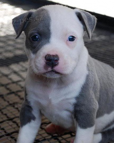 Prod�m �t��ata americk�ho pitbulteri�ra