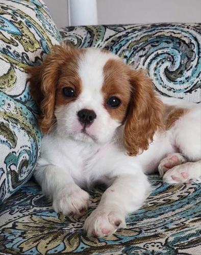 �t��ata Kaval�r King Charles Spaniel.