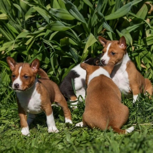 Prod�m kr�sn� o�kovan� a od�erven� �t���tka Basenji