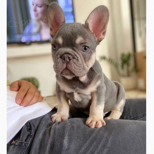 �teniatka franc�zskeho buldo�ka.