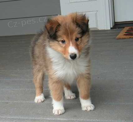 �t��ata Sheltie k adopci
