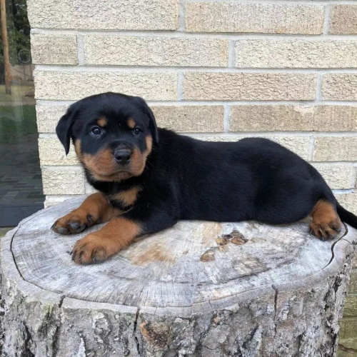 Prod�m roztomil� a kr�sn� miniaturn� �t���tka rotvajlera.