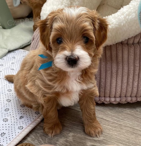 �t��ata Maltipoo
