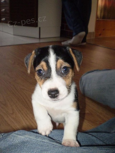 �t��ata jack russell teri�ra.