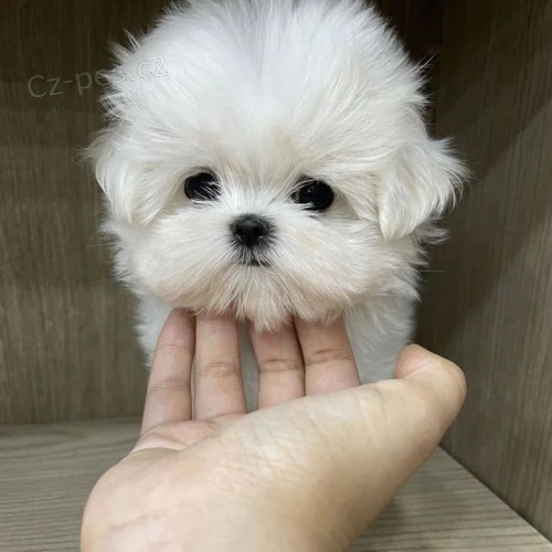 Pred�m vakcinovan� miniat�rne �teniatka maltez�kov.