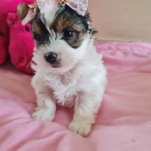 Pred�m �teniatka biewer yorkie