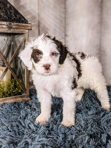 �t��ata portugalsk�ho vodn�ho psa k adopci