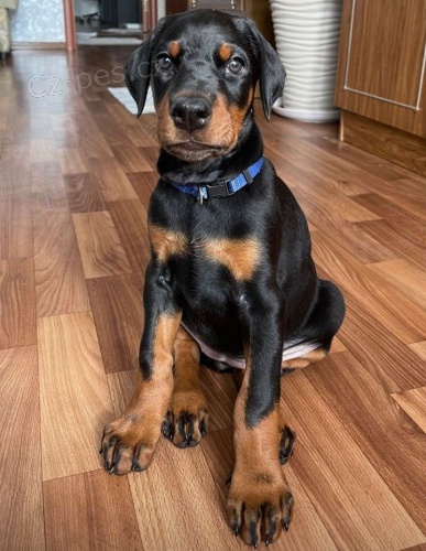 Prod�m zdrav� �t��ata dobrmana