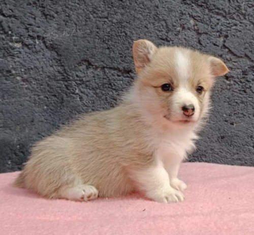 Pembroke Welsh Corgi �t��ata