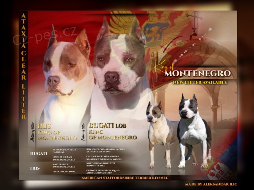 Americk� staford��rsk� teri�r � Kr�sn� �t��ata