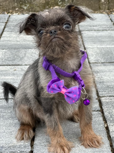 Brussels Griffon same�ci �t��ata na prodej