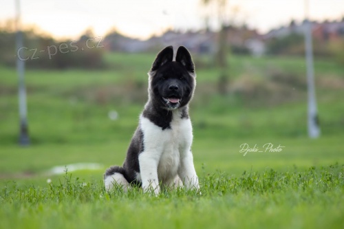 Americk� Akita �t��ata