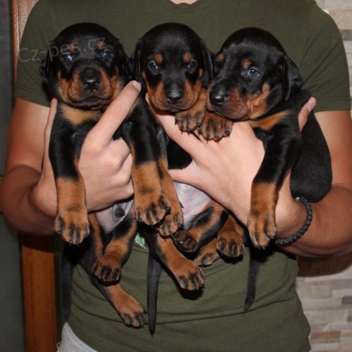 Prod�m zdrav� �t��ata dobrmana