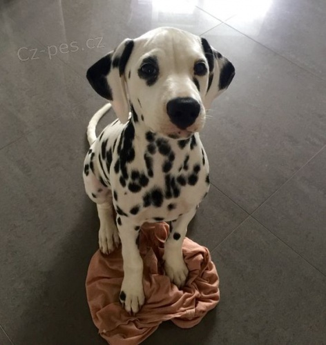 Prod�m o�kovan� �t��ata dalmatin�