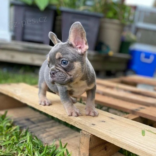 �teniatka franc�zskeho buldo�ka.