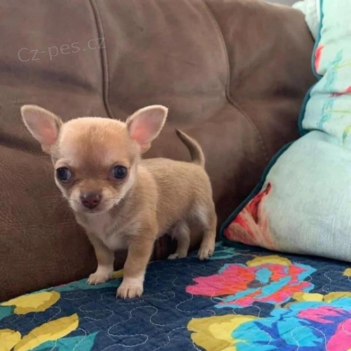 MINI �teniatka �ivavy