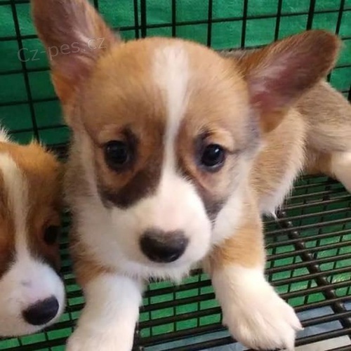 �teniatka Pembroke Welsh Corgi.